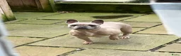 French Bulldog dogs for sale: Beautiful Frenchie boy only one @look@ - Advert 4