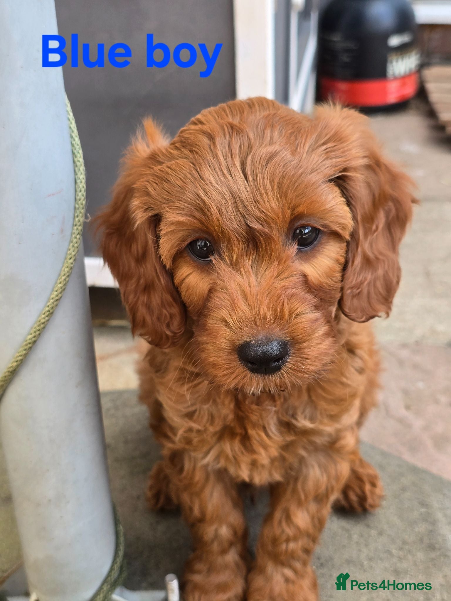 Cavapoo dogs MiniatureF1B💥DNAHealthTestedParents💥FamilyRaised - Advert 1
