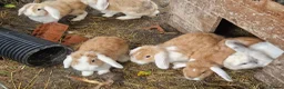 Dwarf Lop rabbits for sale: Friendly, lovely, laidback dwarf lop girls🐰🥰 - Advert 2