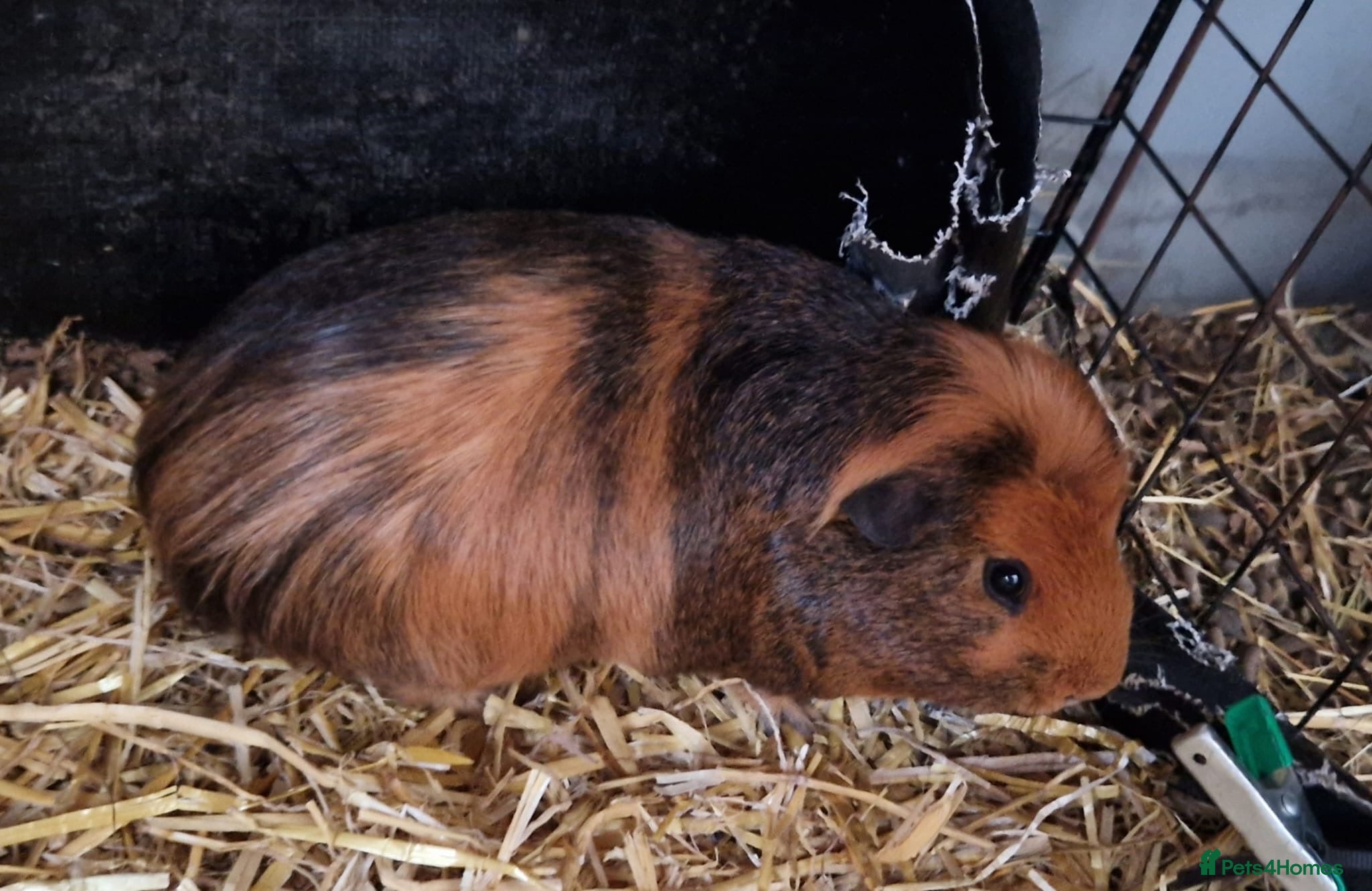 Guinea Pig rodents 12 Guinea pigs  - Advert 8