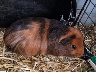 Guinea Pig rodents 12 Guinea pigs - Advert 8