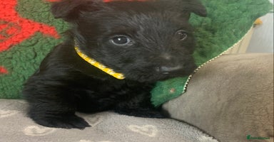 Scottish Terrier dogs - Advert 16