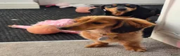 Dachshund dogs for sale: Two cousin Dachshunds - Advert 5