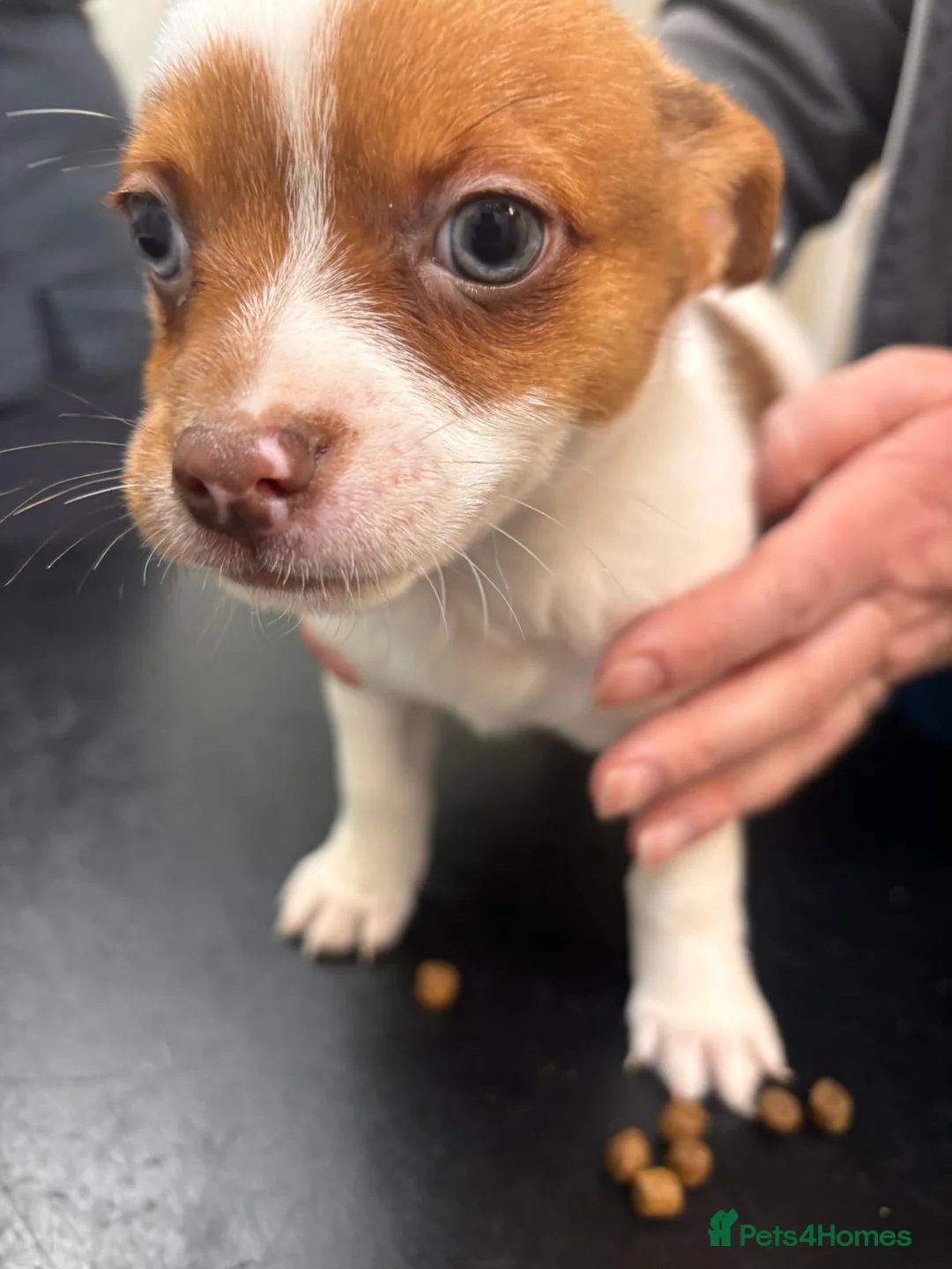 Jack Chi dogs for sale: Sweet Jackchi Puppy Needs New Loving Home - Advert 1