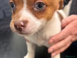 Jack Chi dogs Sweet Jackchi Puppy Needs New Loving Home - Advert 1