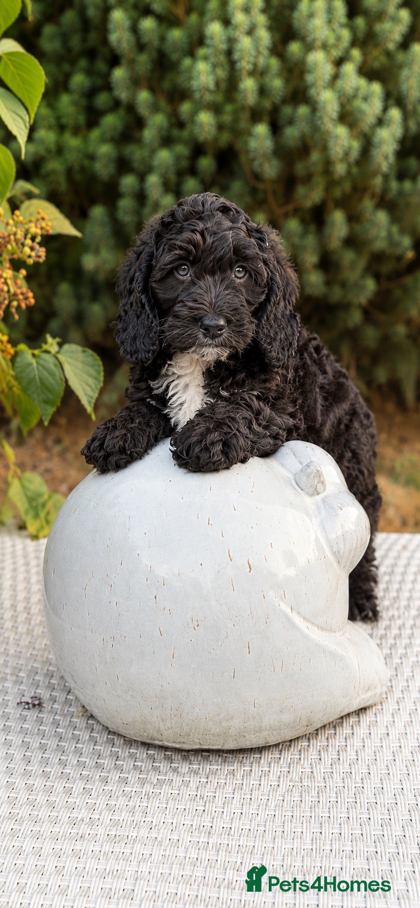 Cockapoo dogs F1 stunning cockapoos  - Advert 2