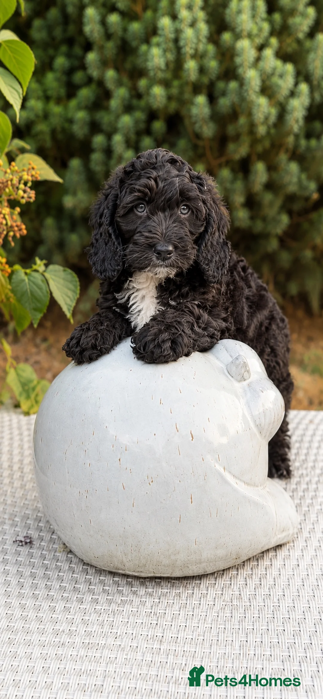 Cockapoo dogs for sale: F1 stunning cockapoos  - Advert 2