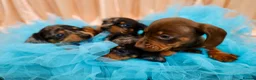 Dachshund dogs for sale: Adorable Dachshund Puppies Ready for Forever Homes - Advert 26