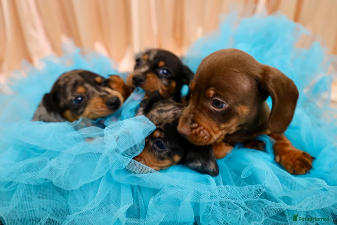 Dachshund dogs for sale: Adorable Dachshund Puppies Ready for Forever Homes - Advert 26