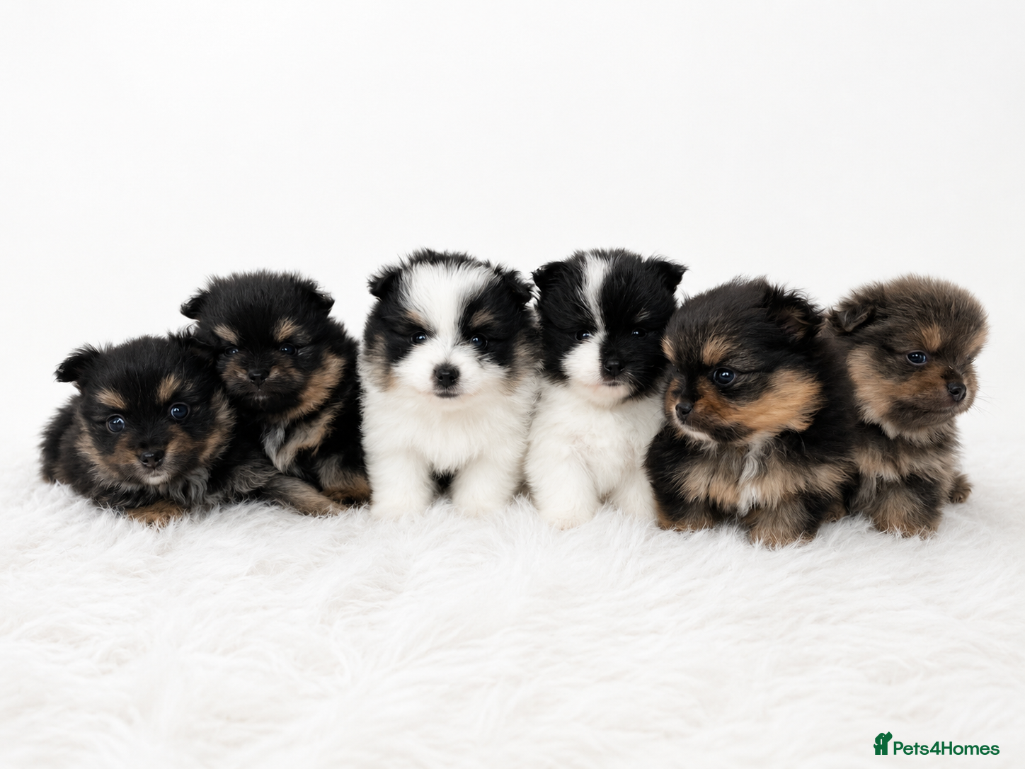 Pomeranian dogs KC Reg Pomeranians🐾Rare Colours🐾Licensed Breeder - Advert 12