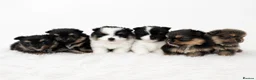 Pomeranian dogs for sale: KC Reg Pomeranians🐾Rare Colours🐾Licensed Breeder - Advert 1