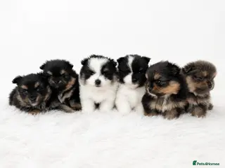 Pomeranian dogs KC Reg Pomeranians🐾Rare Colours🐾Licensed Breeder - Advert 1