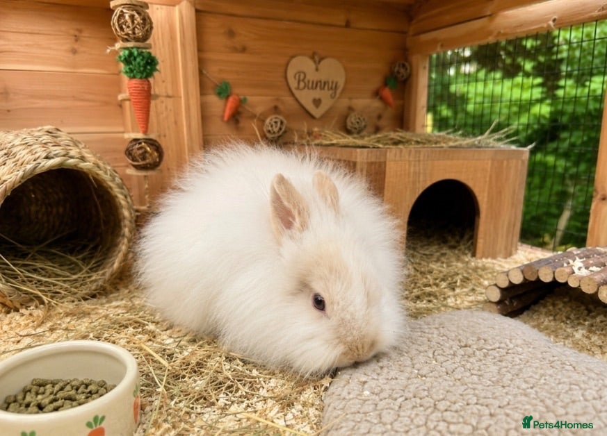 Lionhead rabbits 2 lion head girls  - Advert 19