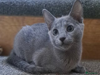 Russian Blue cats Beautiful Russian Blue female - Advert 1