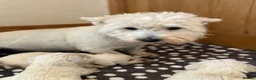 West Highland Terrier dogs for sale: Westies  - Advert 7