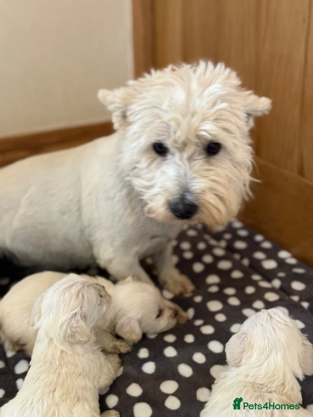 West Highland Terrier dogs for sale: Westies  - Advert 7