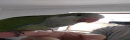 Parakeets birds for sale: Beautiful Hand Reared Quaker Parakeet babies 9 wks - Advert 10