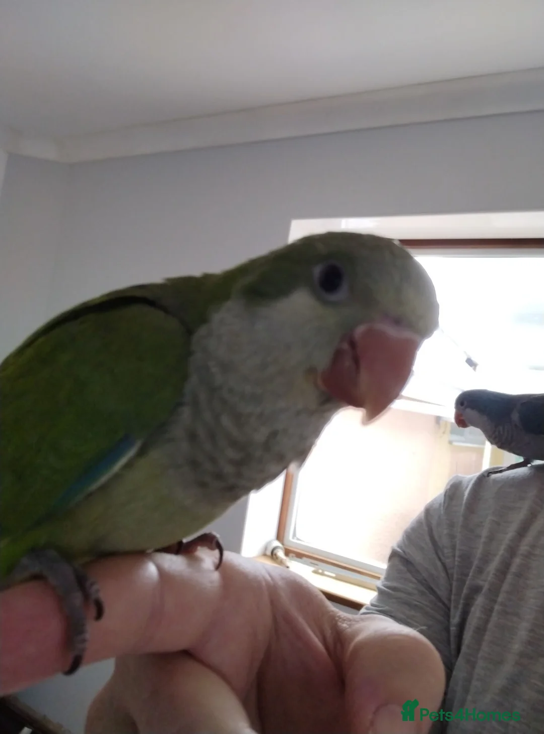 Parakeets birds for sale: Beautiful Hand Reared Quaker Parakeet - Advert 2