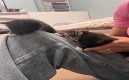 Mixed Breed cats for sale: 3 friendly kittens for sale - Image 17