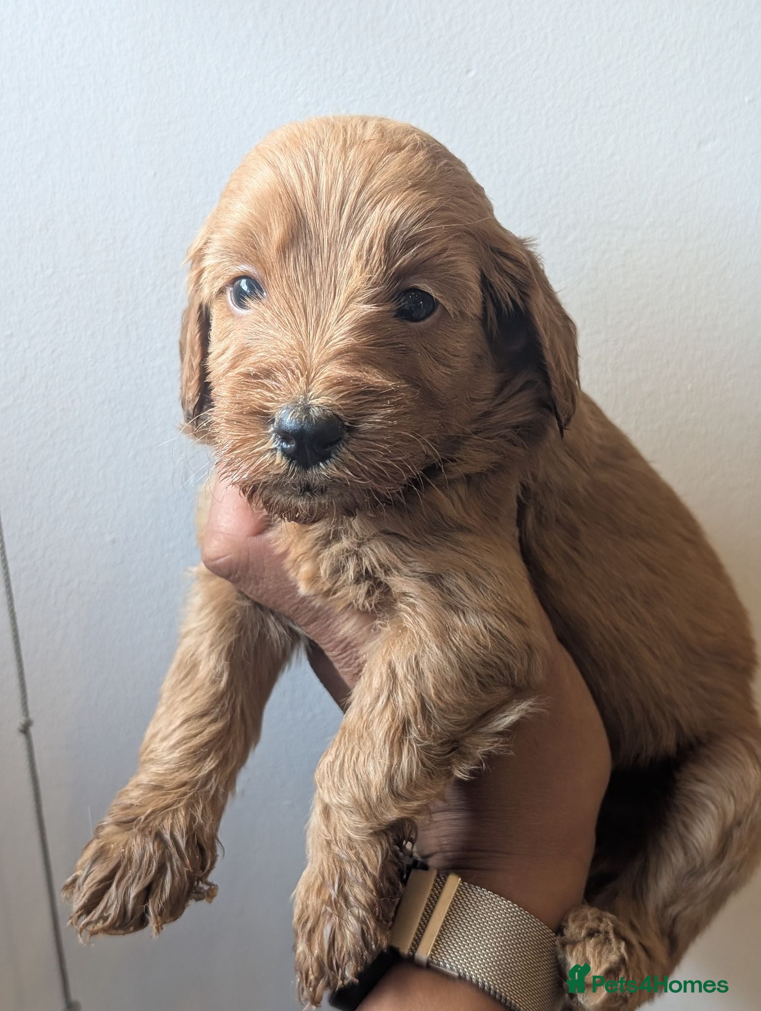 Mini Goldendoodle dogs Last female -F1BB Miniature Goldendoodle puppies  - Advert 2