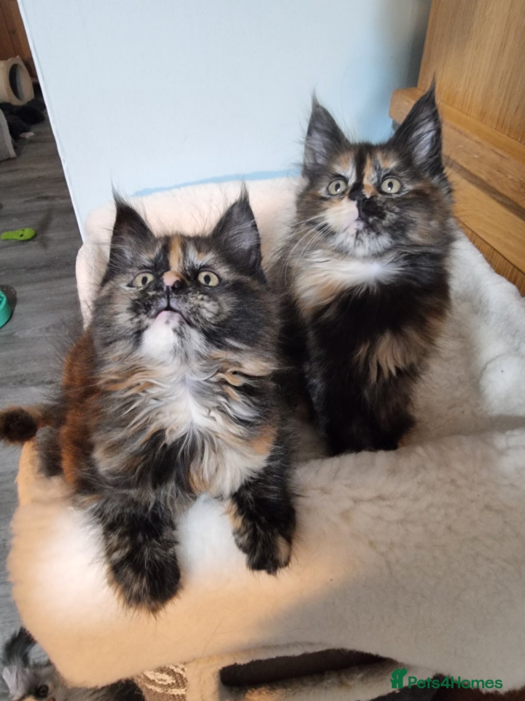 Maine Coon cats for sale: Pedigree GCCF Registered Maincoon Kittens - Image 8