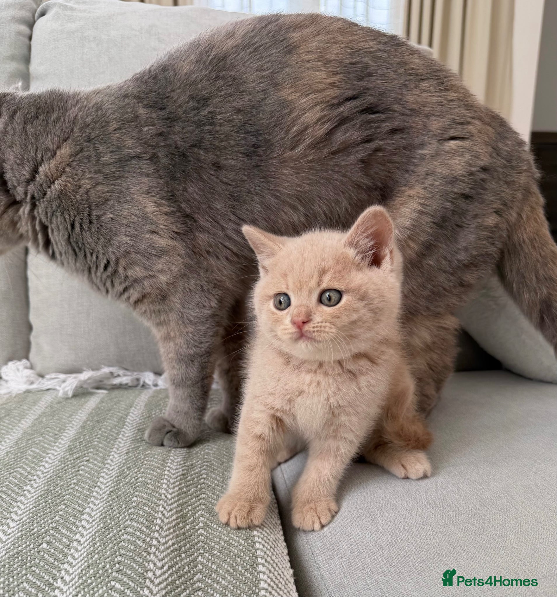 British Shorthair cats British Shorthair Kittens 🤍Ready to Leave in 1Wee - Advert 3