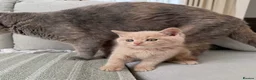 British Shorthair cats for sale: British Shorthair Kittens 🤍Ready to Leave in 1Wee - Advert 1