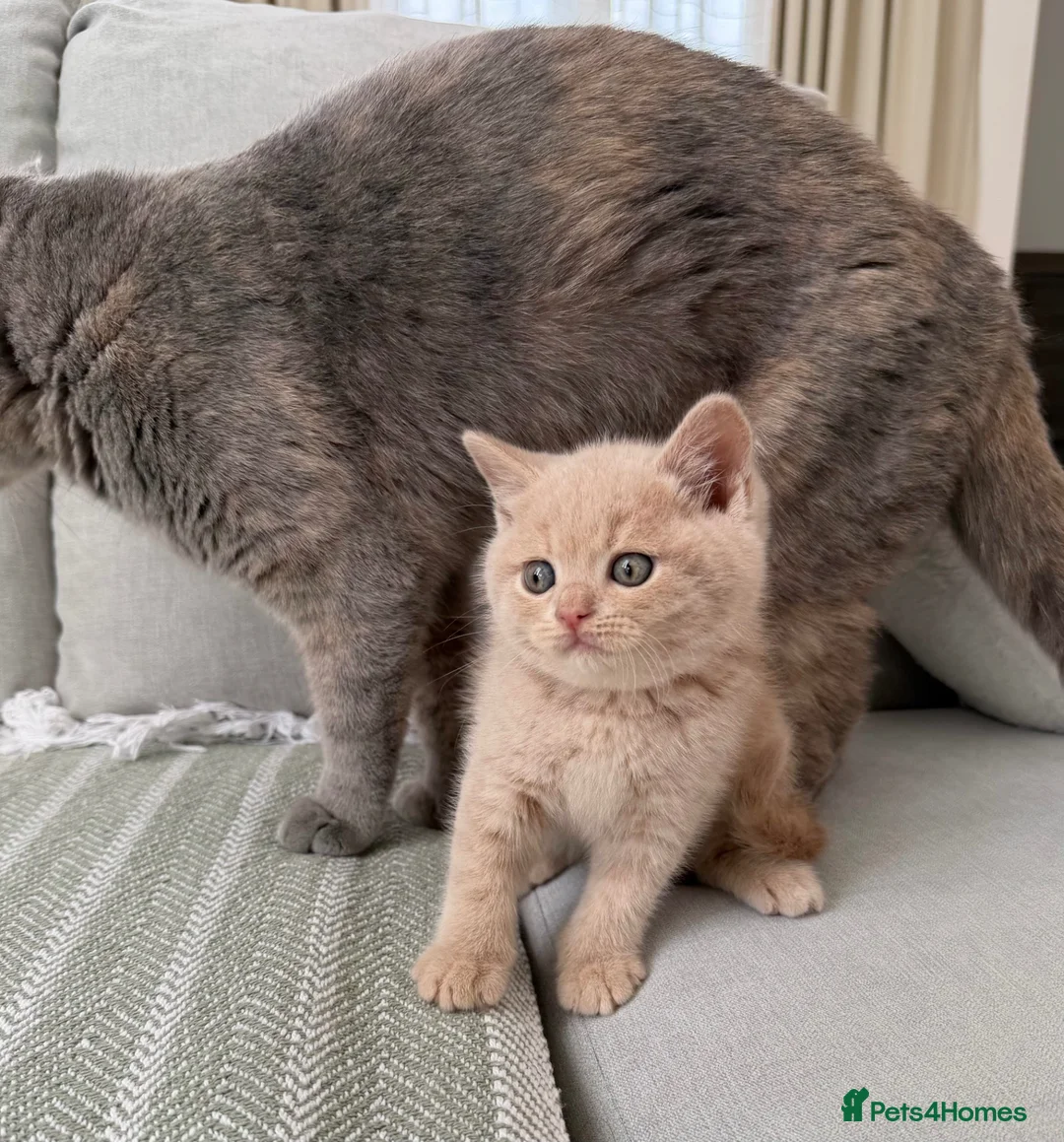 British Shorthair cats for sale: British Shorthair Kittens 🤍Ready to Leave in 1Wee - Advert 1
