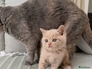 British Shorthair cats British Shorthair Kittens 🤍Ready to Leave in 1Wee - Advert 6