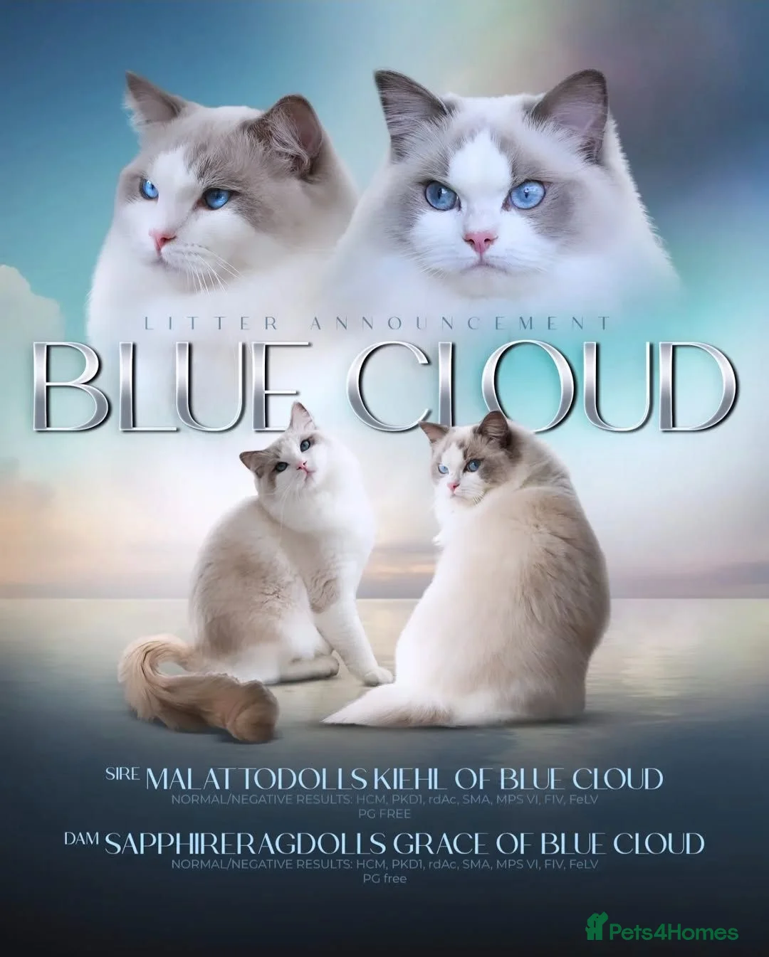 Ragdoll cats for sale: Show quality babies ready now - Advert 2