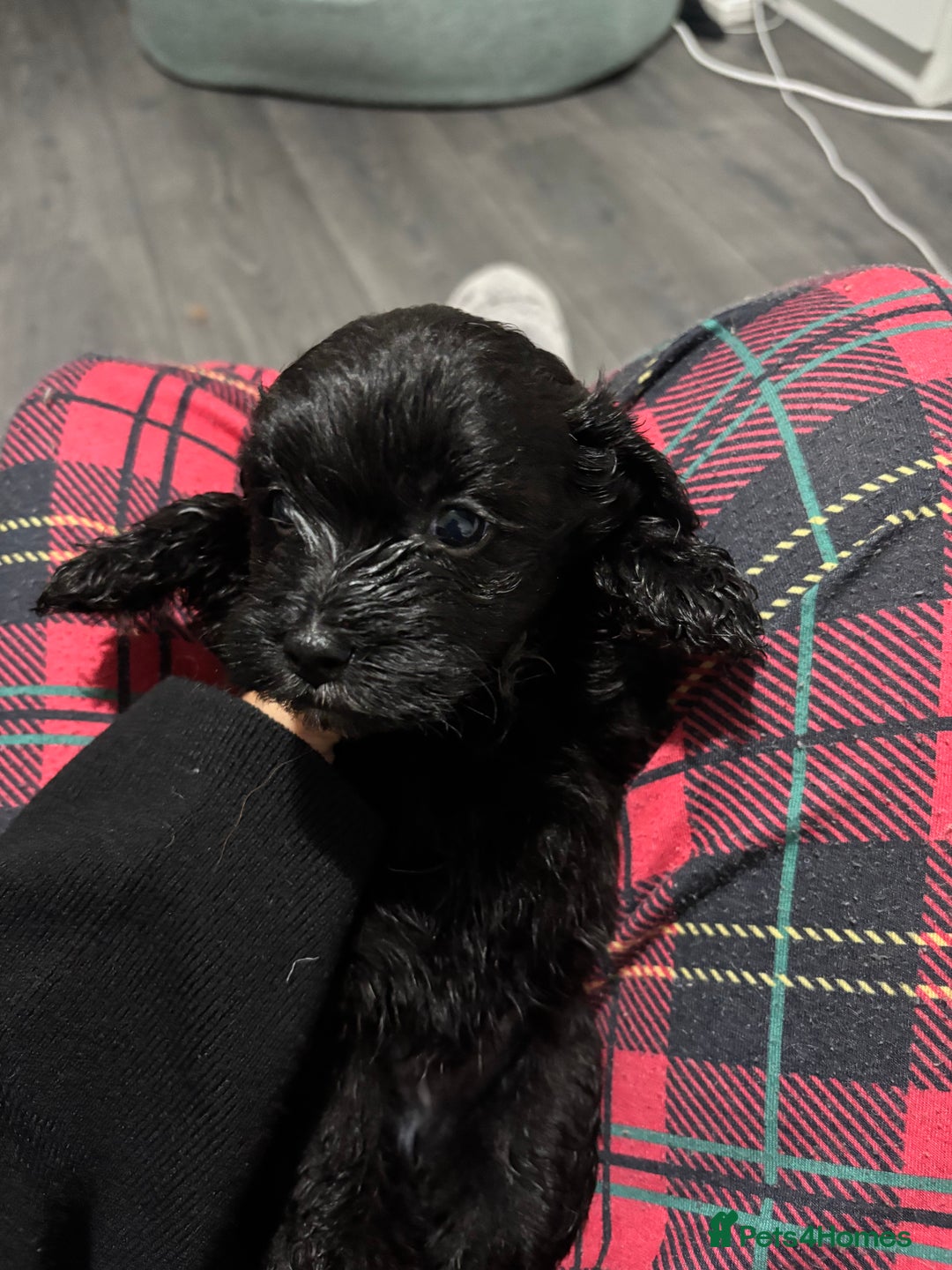 Mixed Breed dogs for sale: Last dog left - Advert 4