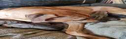 Rhodesian Ridgeback dogs for sale: RHODESIAN RIDGEBACKS PUPPIES  - Advert 5