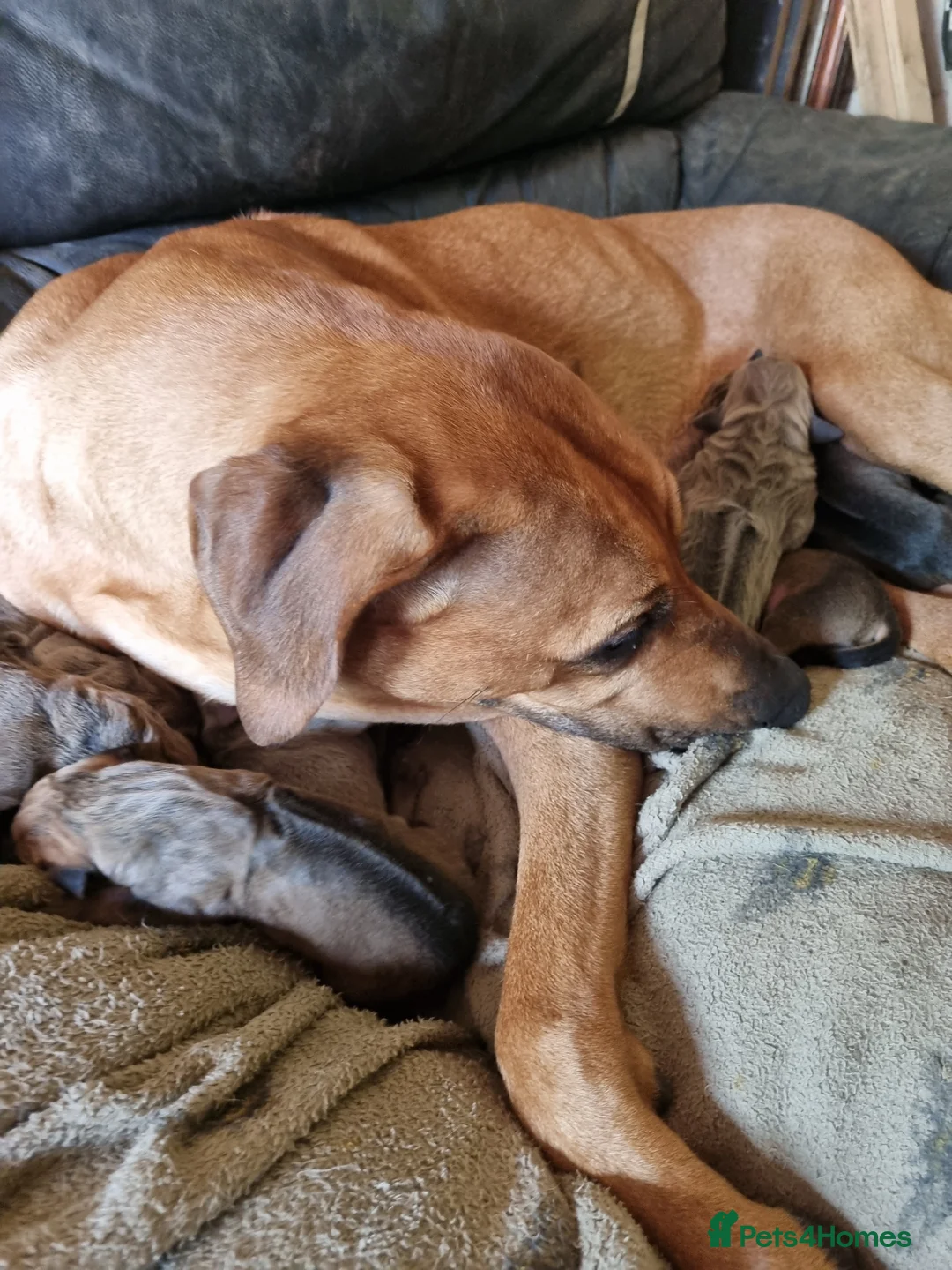 Rhodesian Ridgeback dogs for sale: RHODESIAN RIDGEBACKS PUPPIES  - Advert 5