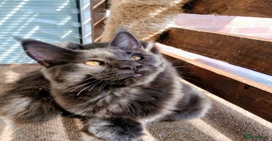Maine Coon cats in Barnsley - Advert 12