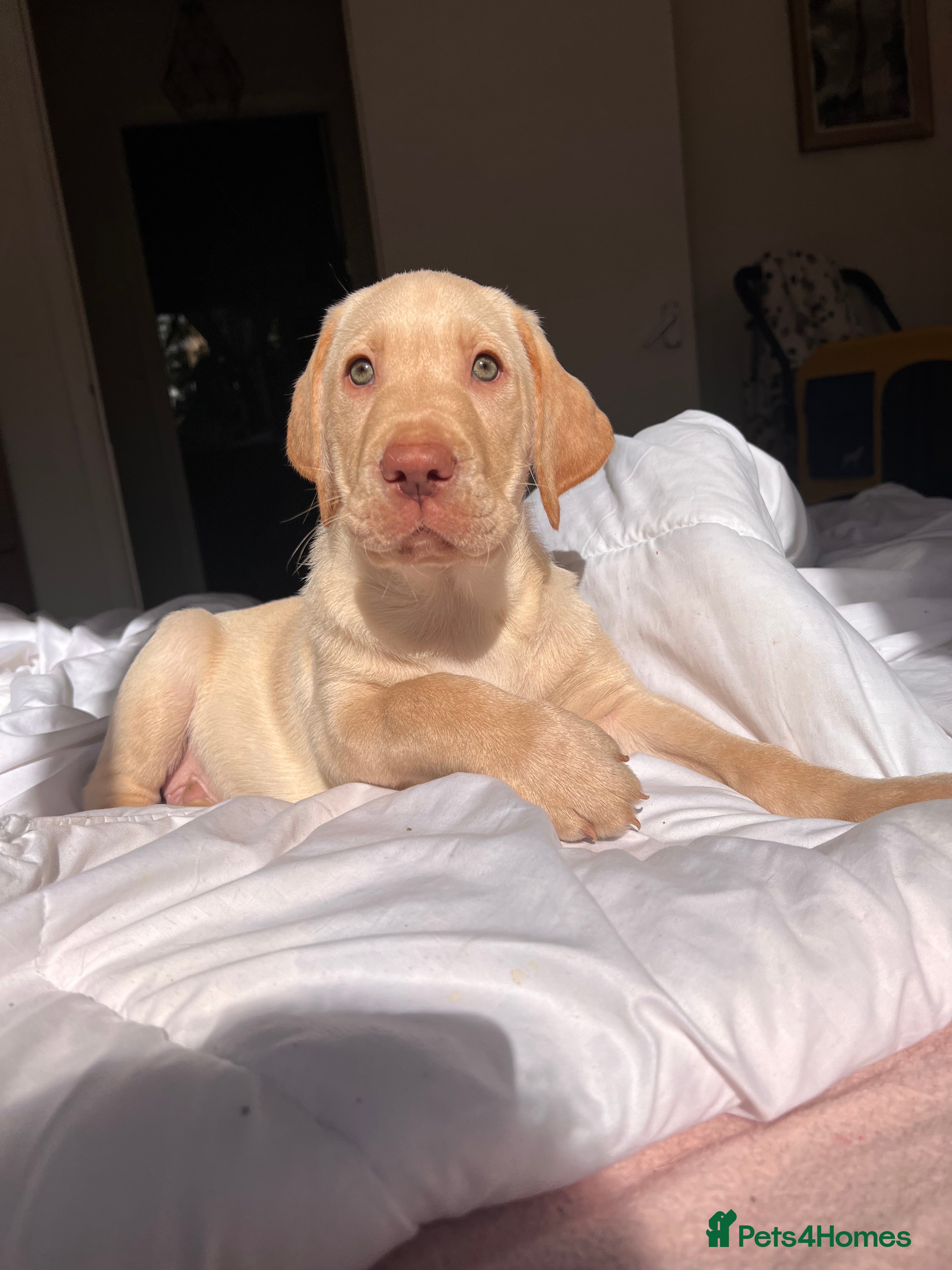 Labrador Retriever dogs Beautiful Labradors puppy’s looking for a new home - Advert 2