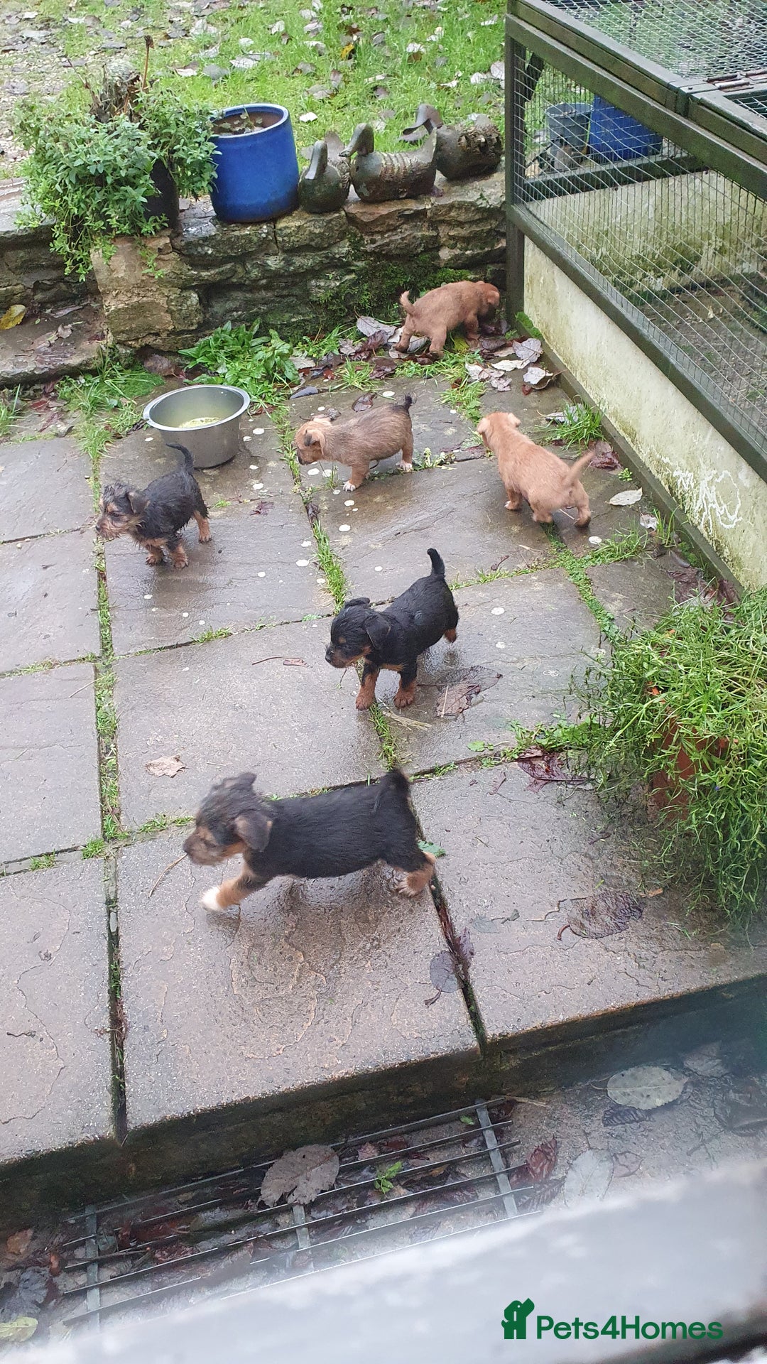 Mixed Breed dogs for sale: Gorgeous  terrier  puppies! - Advert 2