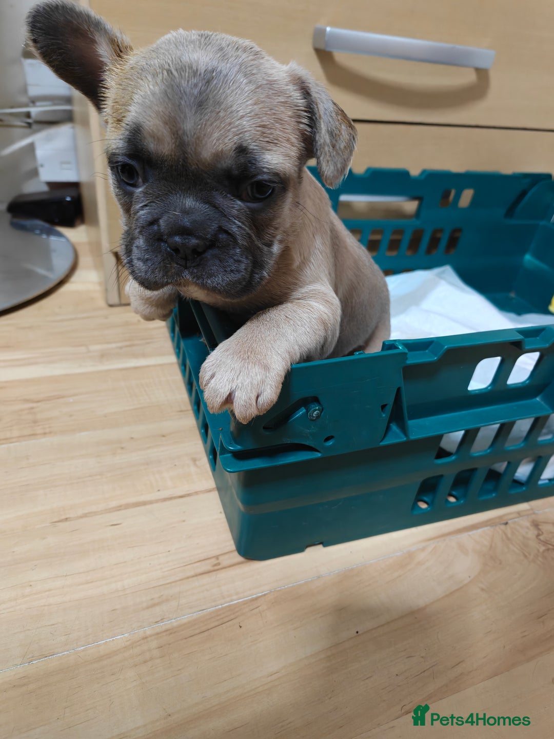 French Bulldog dogs for sale: Unique and Beautiful French bulldogs puppies  - Image 20