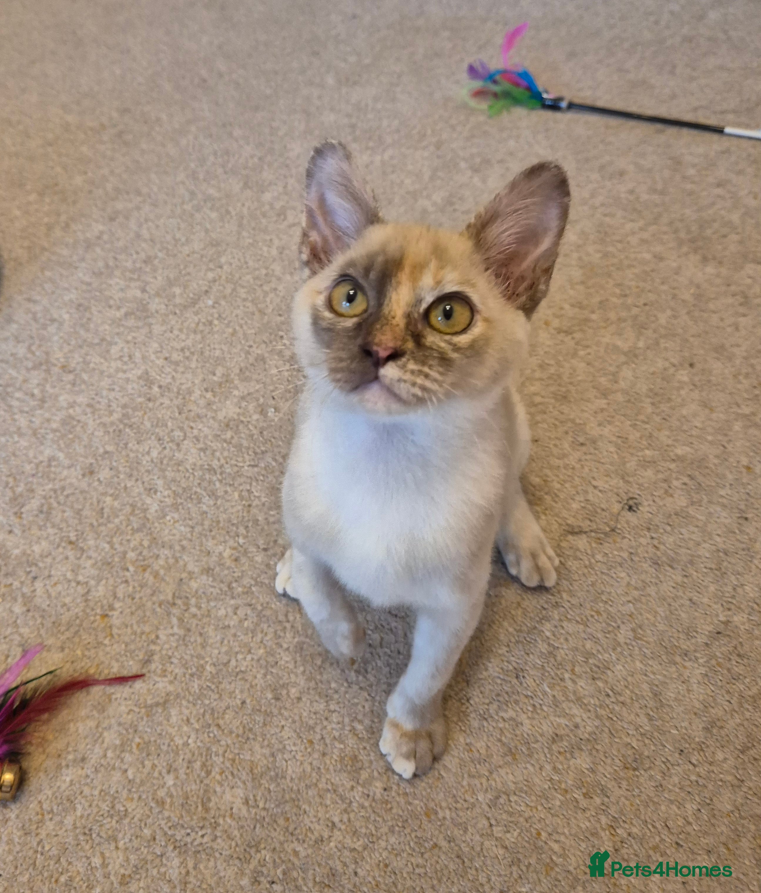 Burmese cats Gorgeous Pedigree Burmese Kittens - Advert 1