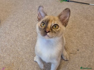 Burmese cats Gorgeous Pedigree Burmese Kittens - Advert 3