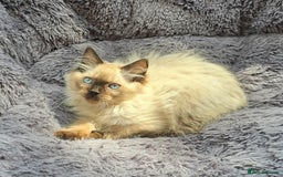 Ragdoll cats for sale: GCCF registered Ragdoll kittens  - Image 7