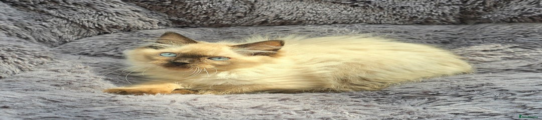 Ragdoll Kitten 6