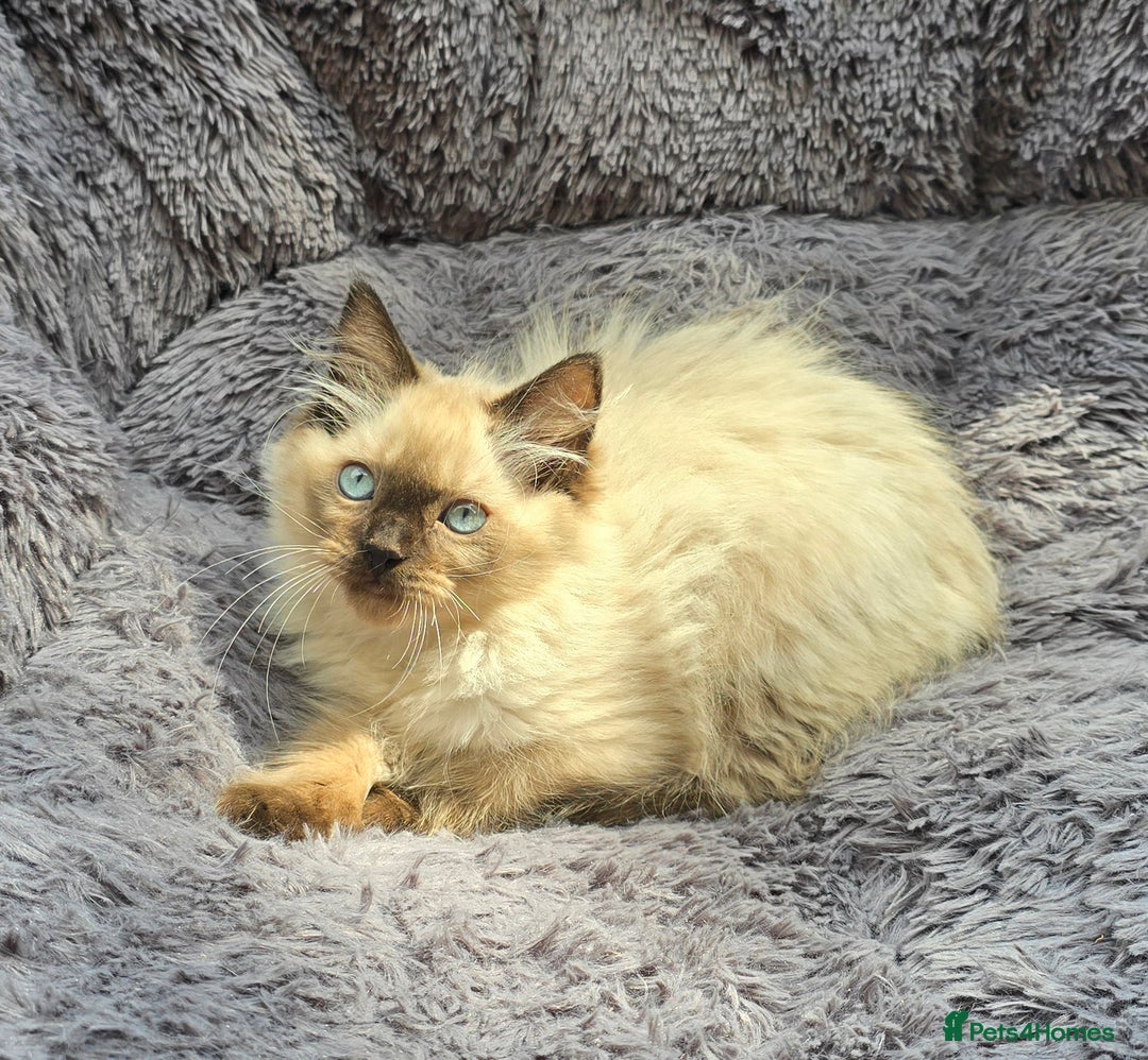 Ragdoll cats for sale: GCCF registered Ragdoll kittens  - Image 7