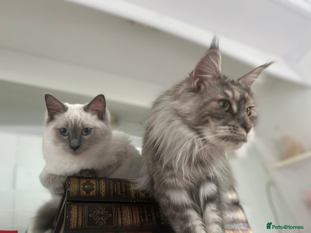 Mixed Breed cats for sale: Ragdoll mix girl needs new home - Advert 6