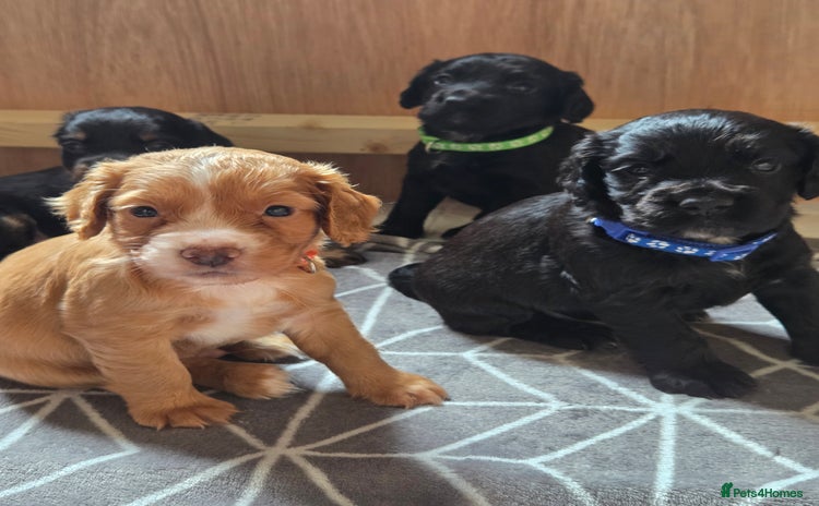 Cocker Spaniel dogs - Advert 6