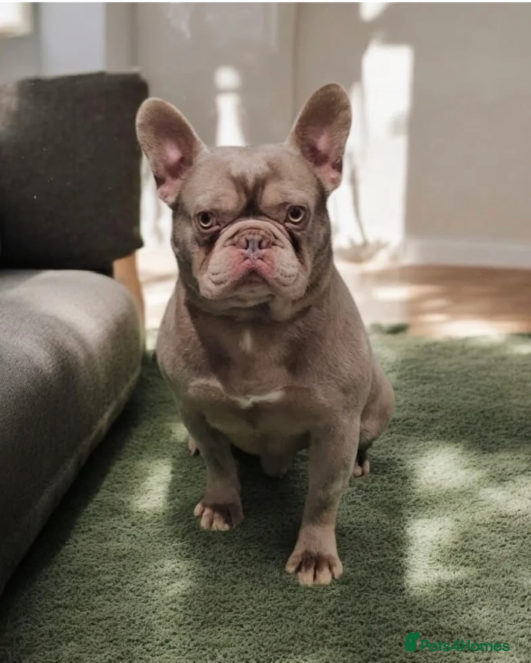 French Bulldog dogs for sale: Beautiful Frenchie Babies Seeking Forever Families - Advert 3