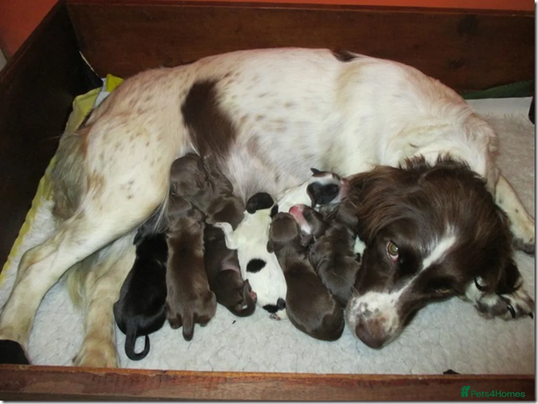 Cocker Spaniel dogs for stud: Working Cocker at Stud .Dorset in Dorchester - Advert 8