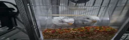 Budgerigars birds for sale: 3 Budgies - Advert 2