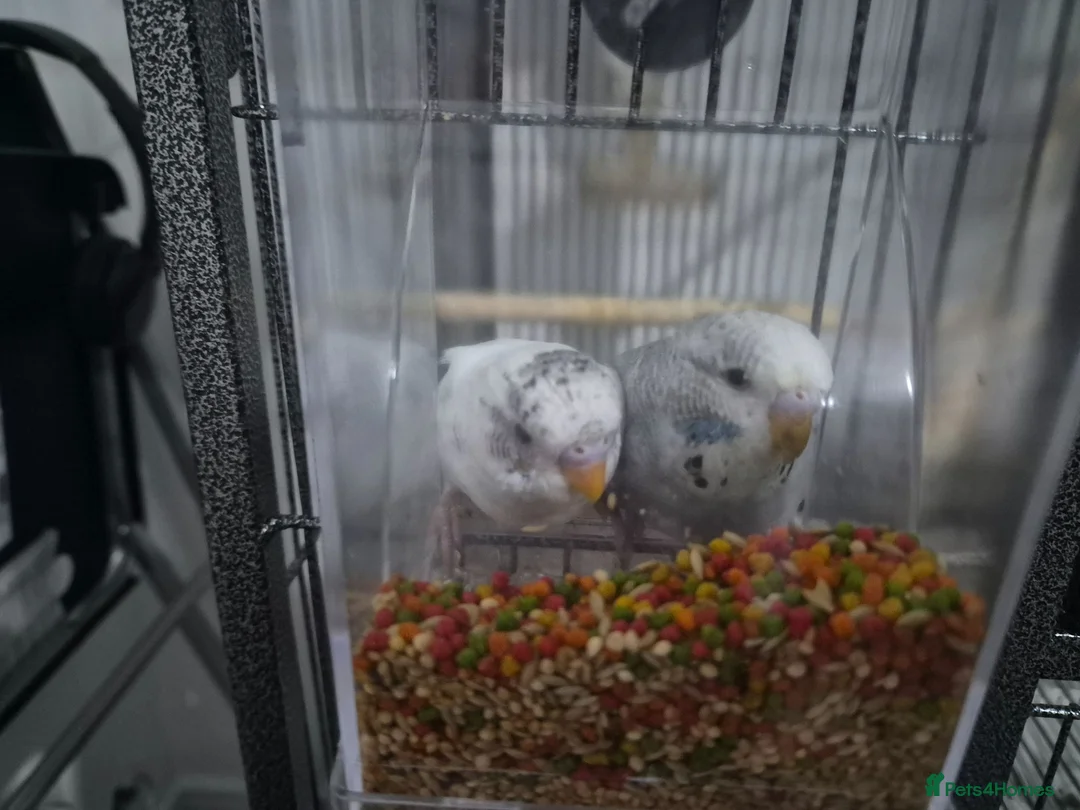 Budgerigars birds for sale: 3 Budgies - Advert 2