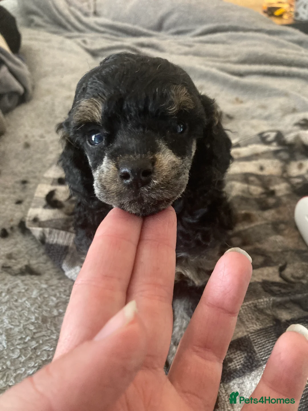 Miniature Poodle dogs for stud: For Stud, Health Tested Toy Poodle in Wareham - Advert 15