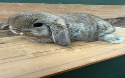 Mini Lop rabbits for sale: MINI LOP BUNNIES PEDIGREE  - Image 22